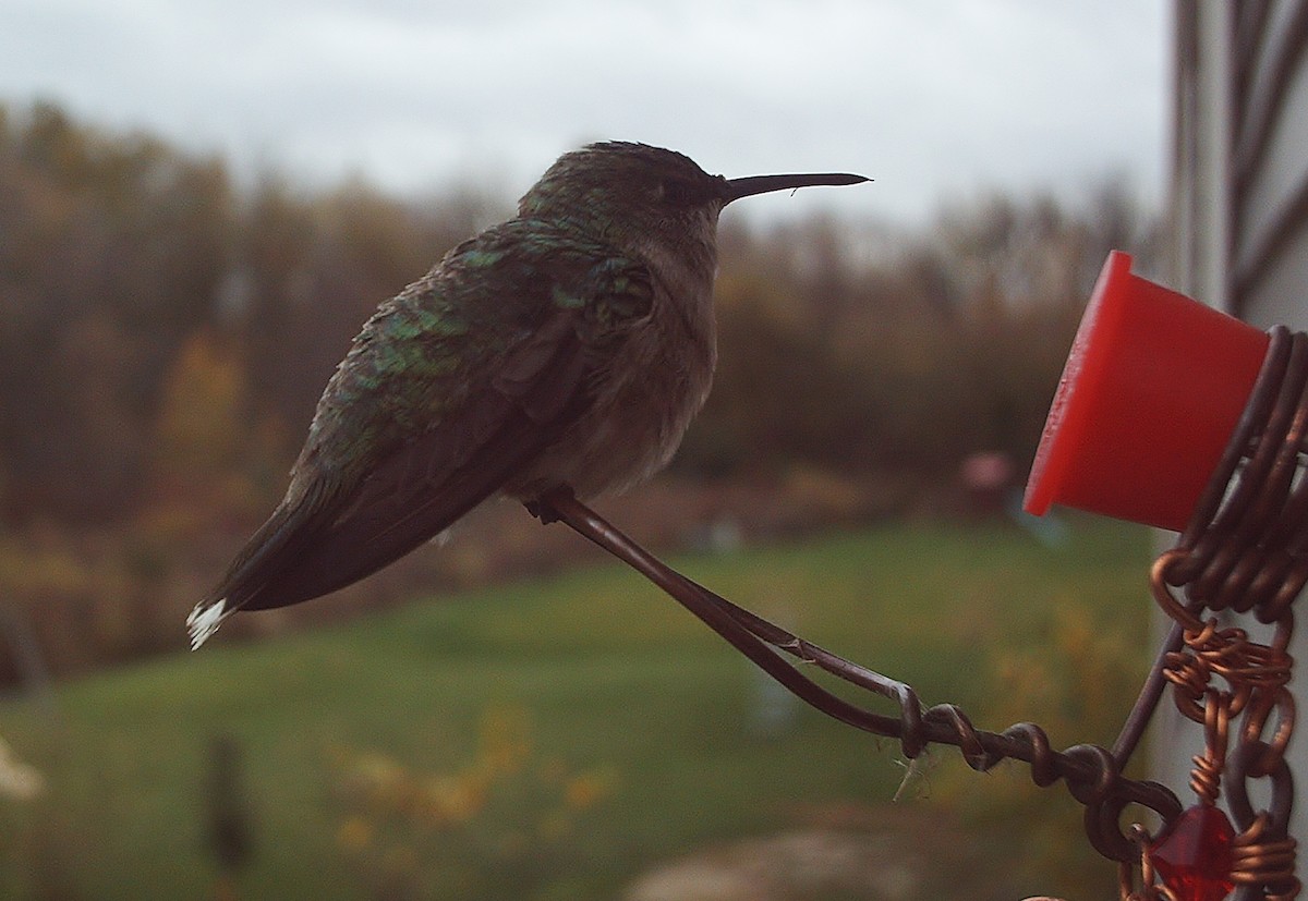 Ruby-throated Hummingbird - ML72963871