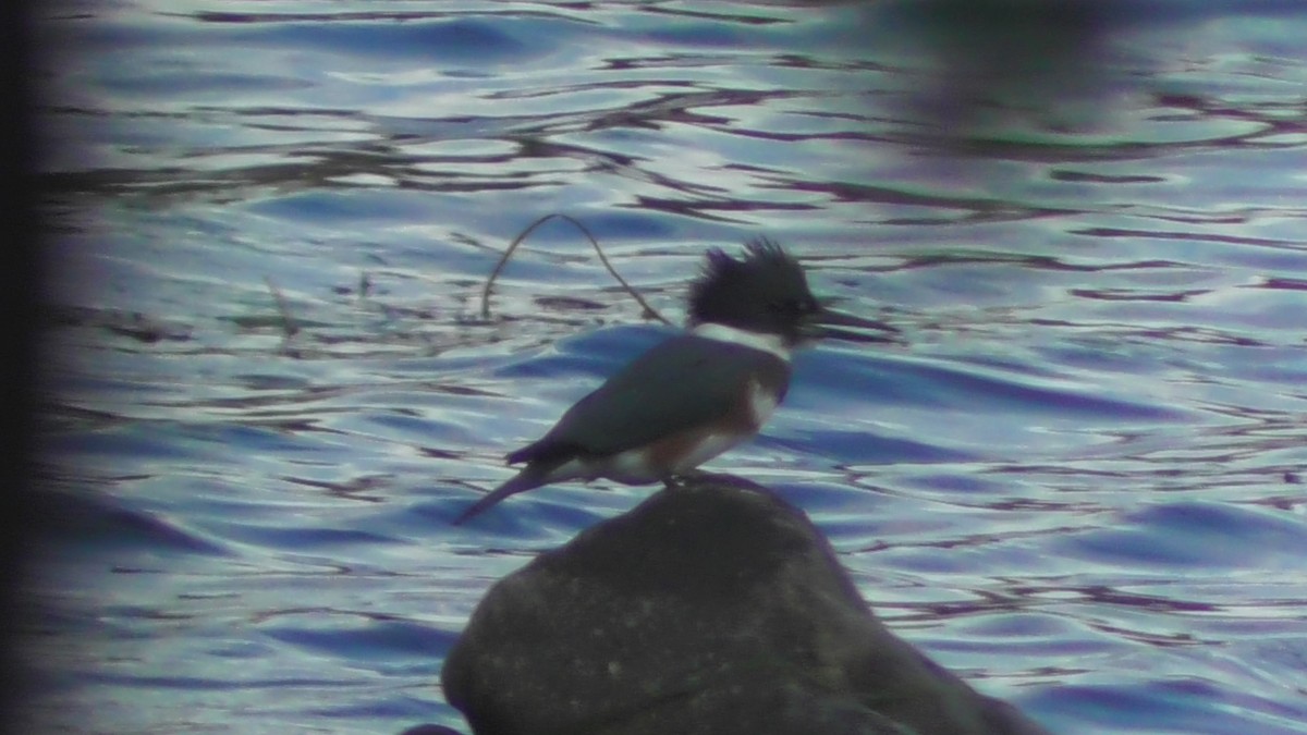 Belted Kingfisher - Laurie Reynolds