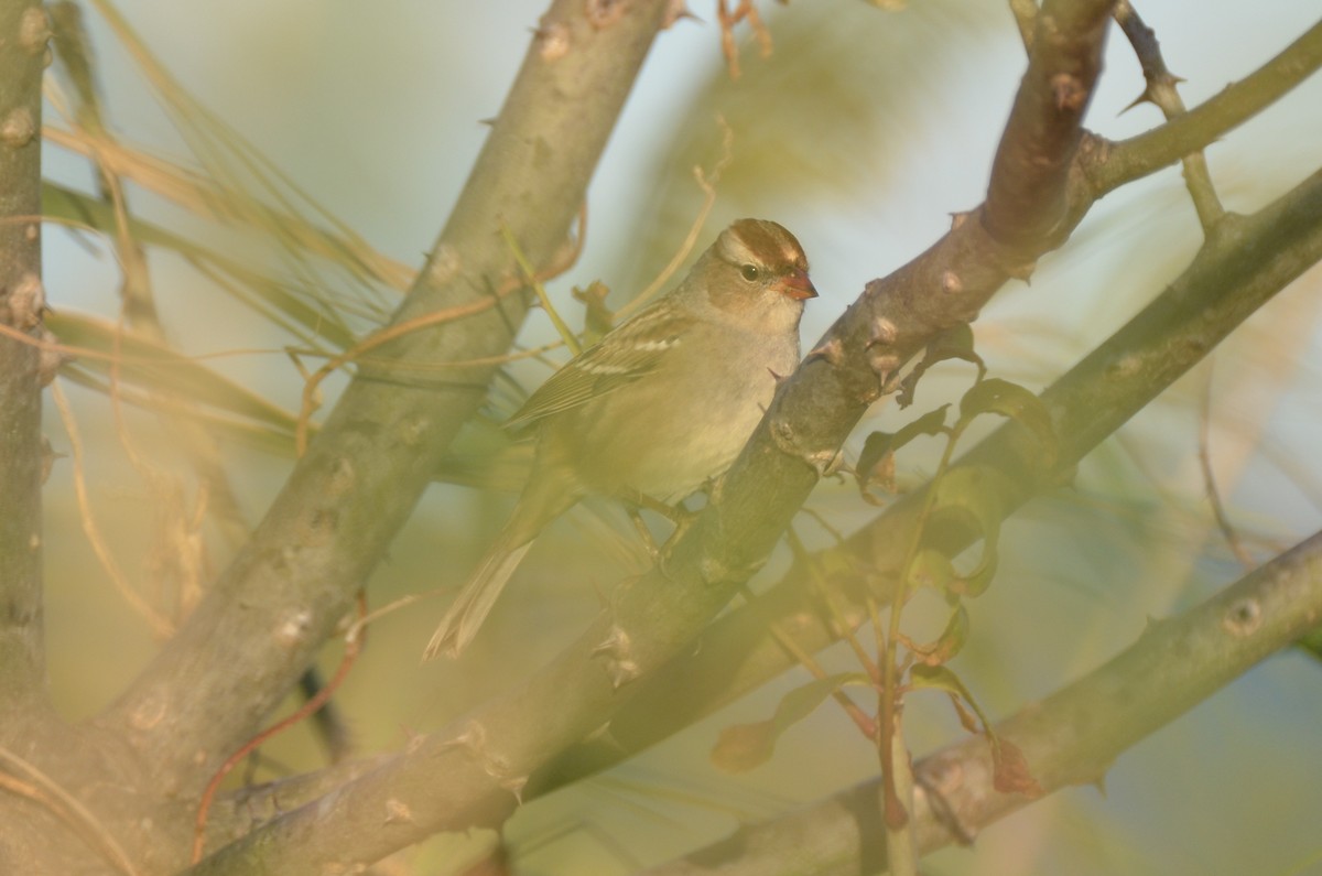 White-crowned Sparrow - Jody Shugart
