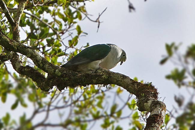 Серамский плодовый голубь - ML729698