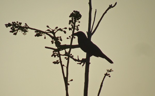 Flores Crow - ML729703