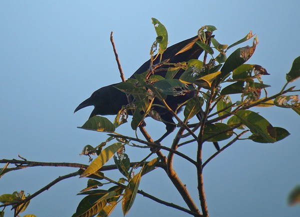 Flores Crow - ML729704