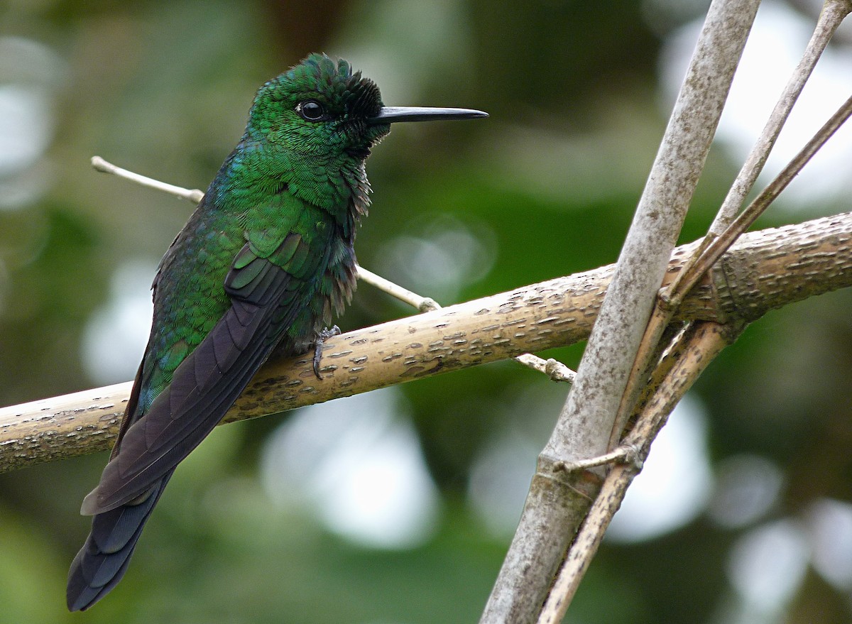 Green-crowned Brilliant - ML72970411