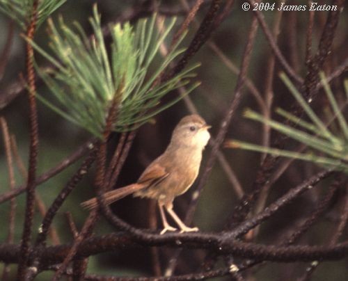 Rufous-tailed Babbler - James Eaton