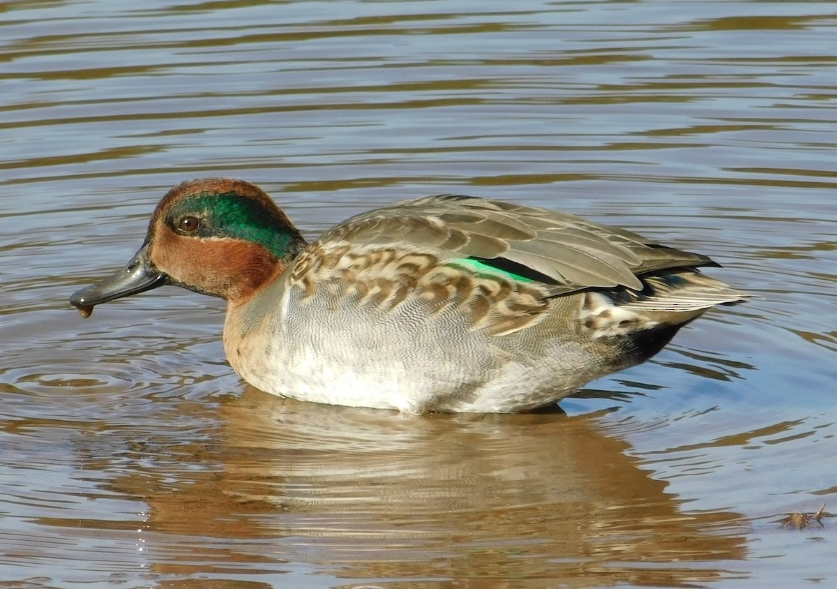 Green-winged Teal - ML72973481