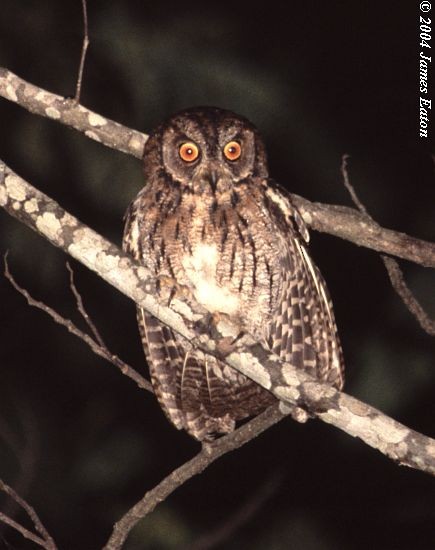 Moluccan Scops-Owl (Moluccan) - ML729744