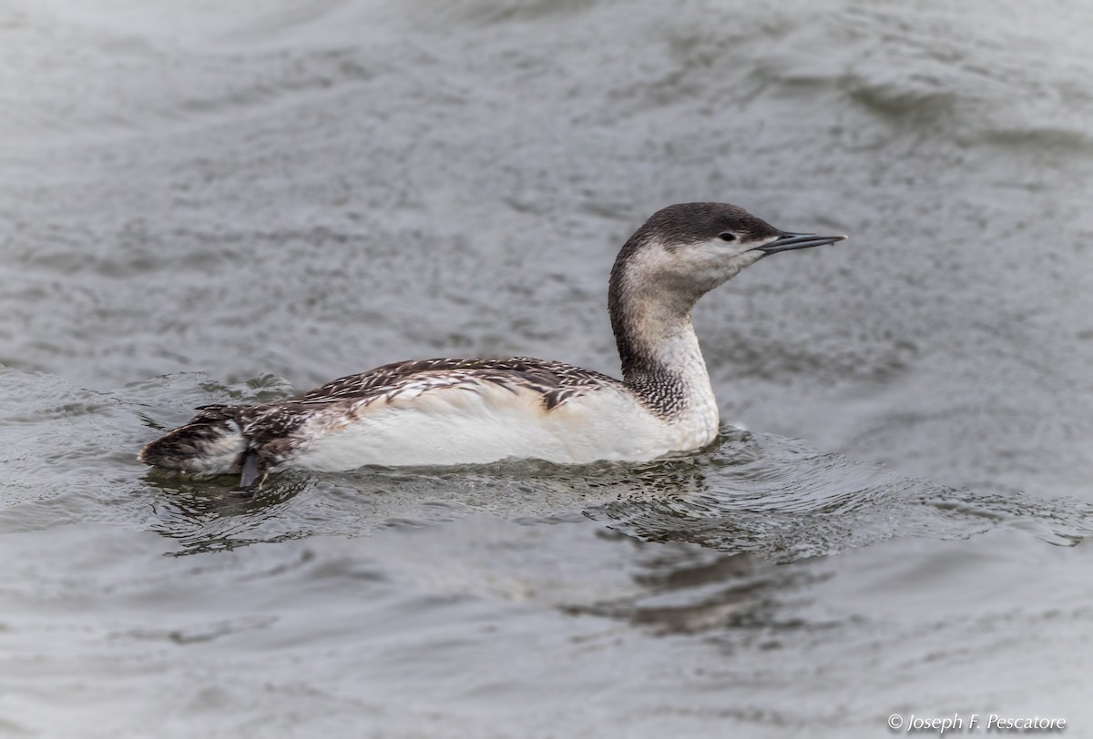 Red-throated Loon - Joseph Pescatore