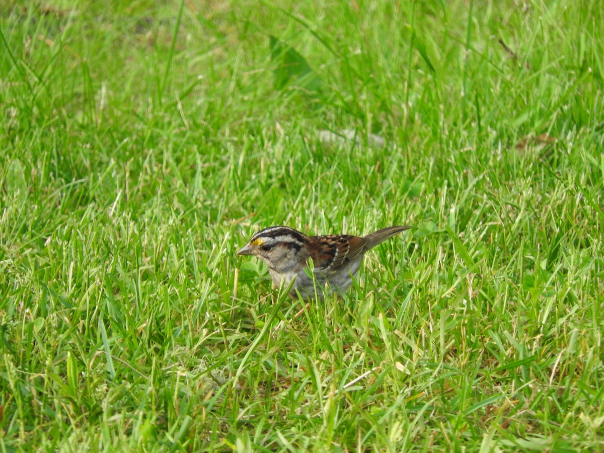 White-throated Sparrow - Aidan Coohill