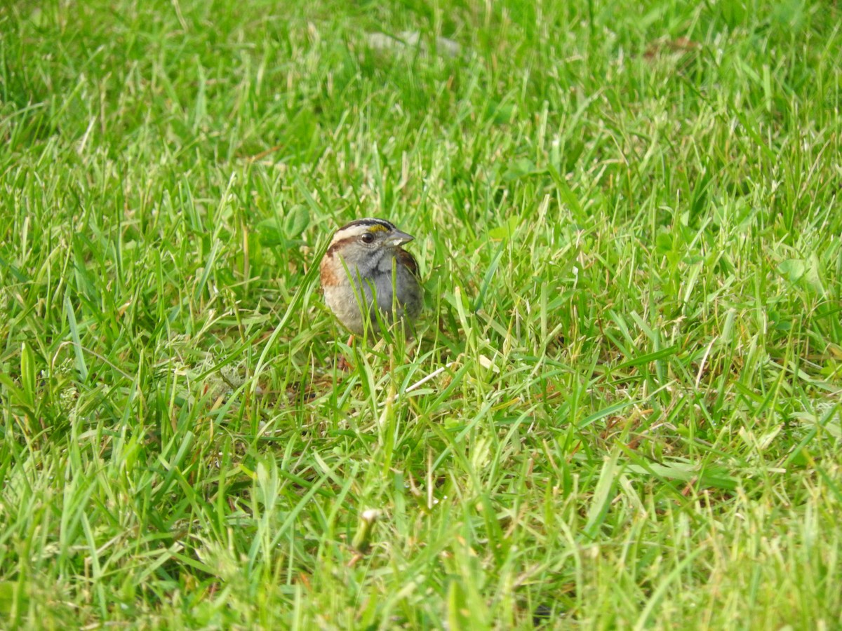 White-throated Sparrow - ML72976021