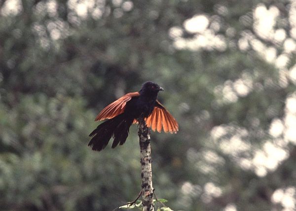 Greater Coucal - James Eaton