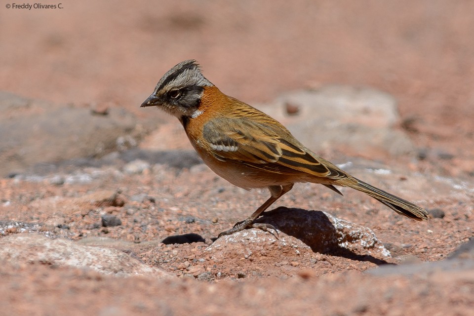 Rufous-collared Sparrow - ML72979481