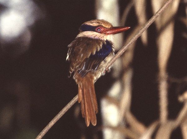 Sulawesi Lilac Kingfisher - ML729801