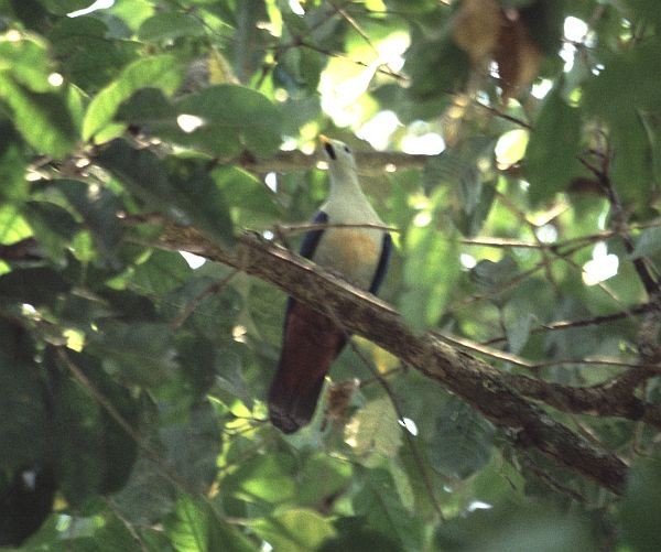 Maroon-chinned Fruit-Dove - ML729802