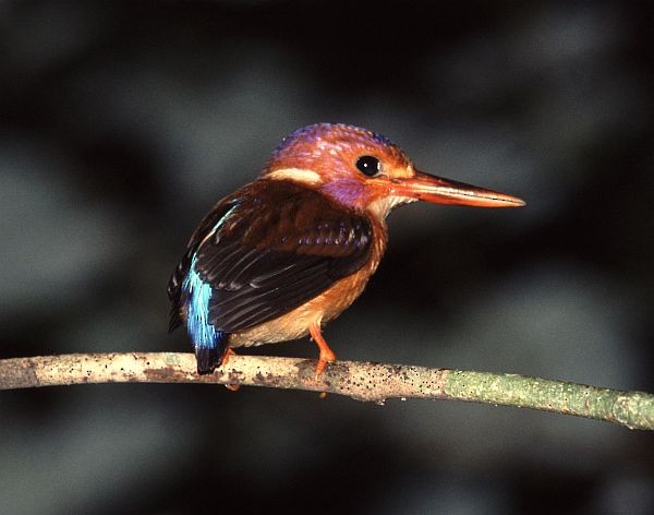 Sulawesi Dwarf-Kingfisher - ML729807