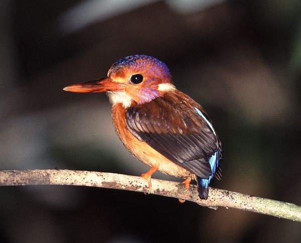 Sulawesi Dwarf-Kingfisher - James Eaton