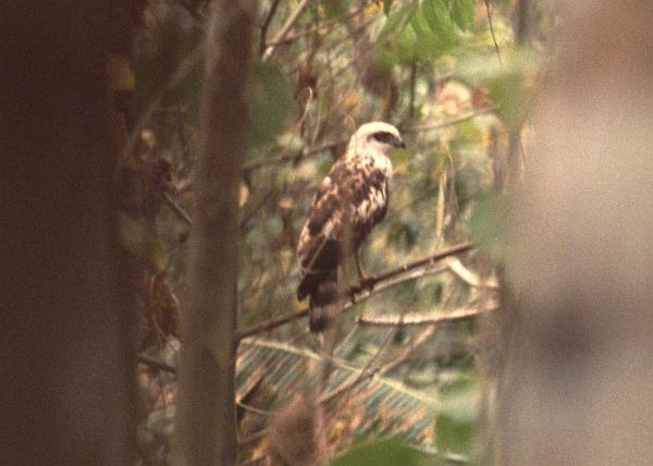 Sulawesi Serpent-Eagle - James Eaton