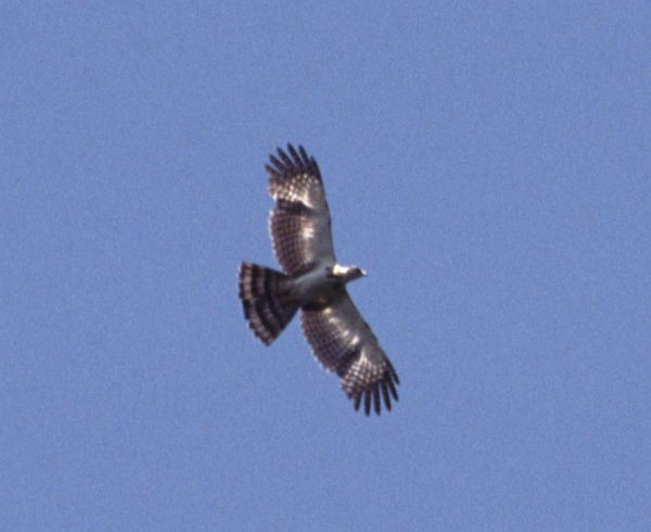 Sulawesi Serpent-Eagle - ML729811
