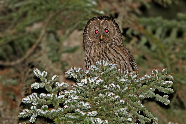 Ural Owl (Pere David's) - ML729817