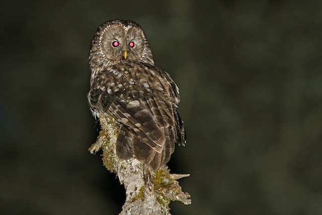 Dorsal view (subspecies <em class="SciName notranslate">davidi</em>). - Ural Owl (Pere David's) - 