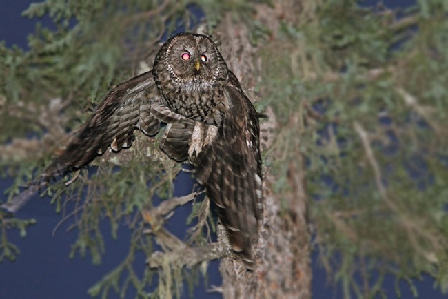Ural Owl (Pere David's) - ML729819