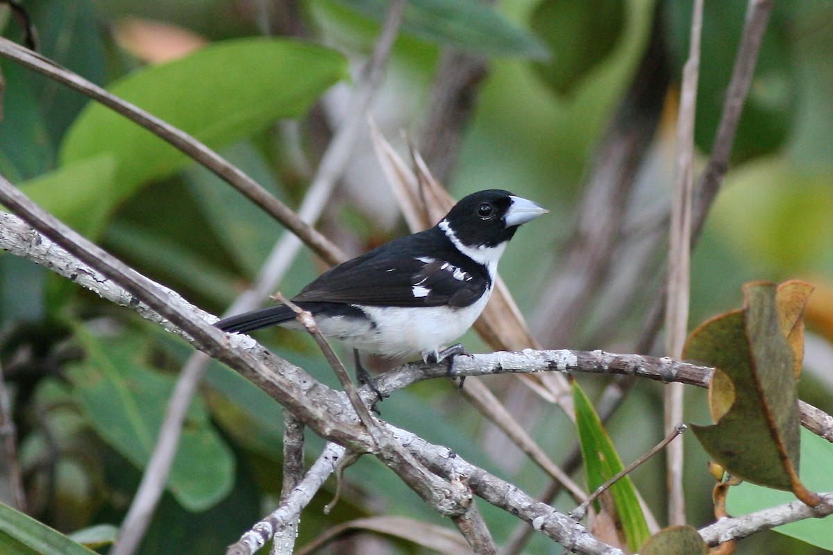 White-naped Seedeater - ML72981951