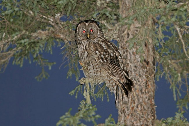 Ural Owl (Pere David's) - ML729820