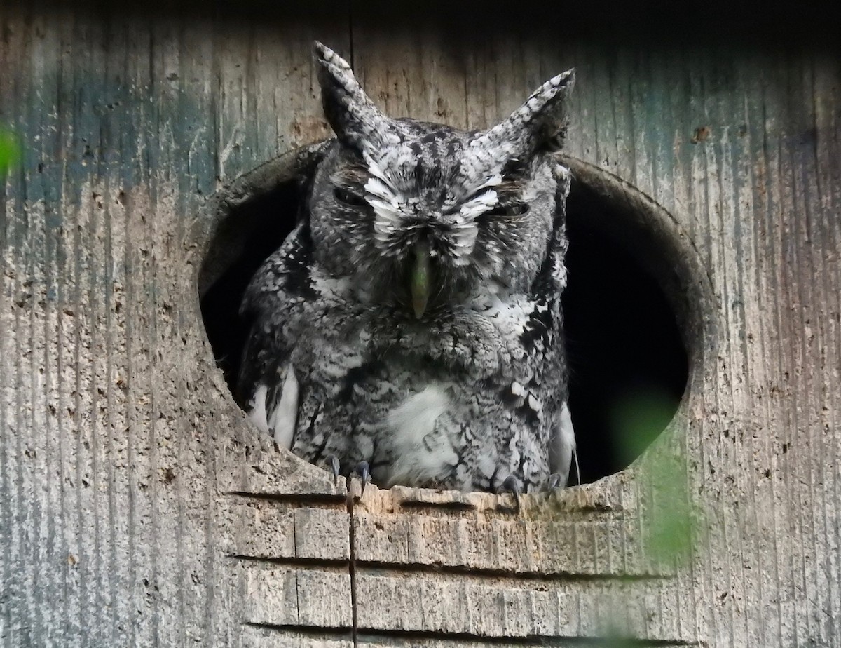 Eastern Screech-Owl (McCall's) - rafael adams