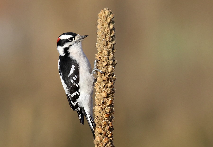 Downy Woodpecker (Rocky Mts.) - Alan Versaw