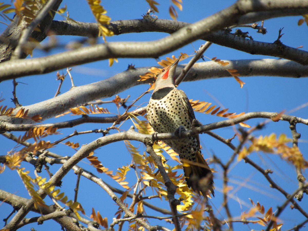 Northern Flicker (Yellow-shafted x Red-shafted) - ML72984741
