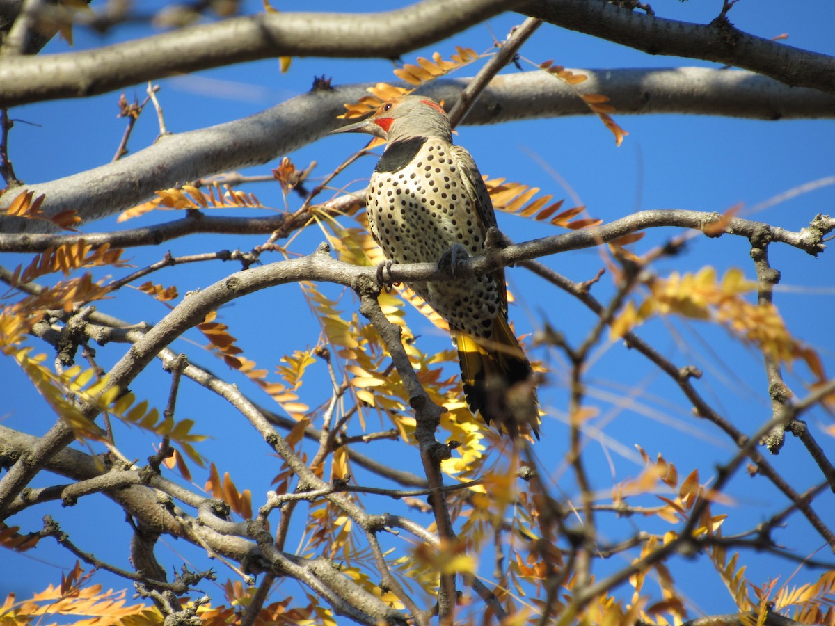 Northern Flicker (Yellow-shafted x Red-shafted) - ML72984751