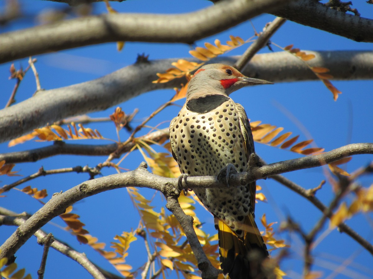 Northern Flicker (Yellow-shafted x Red-shafted) - ML72984761