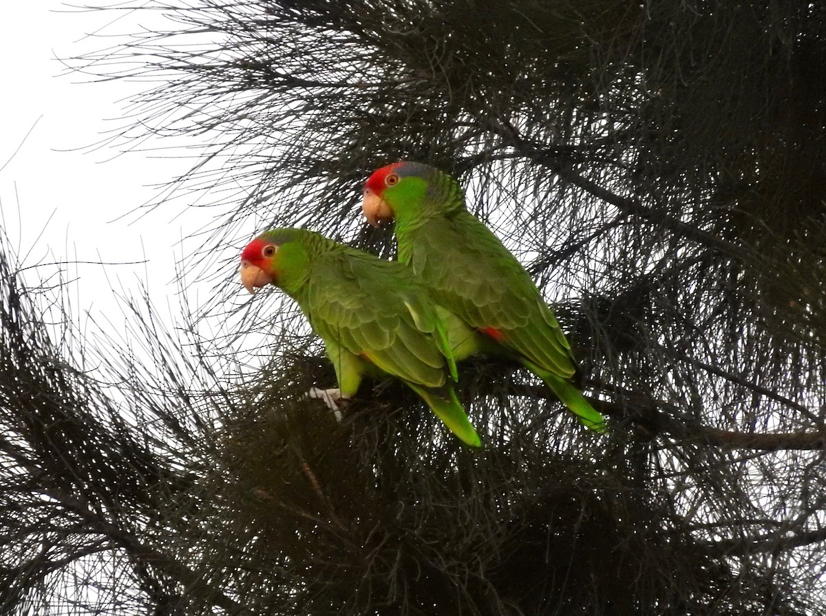 Red-crowned Parrot - ML72984961
