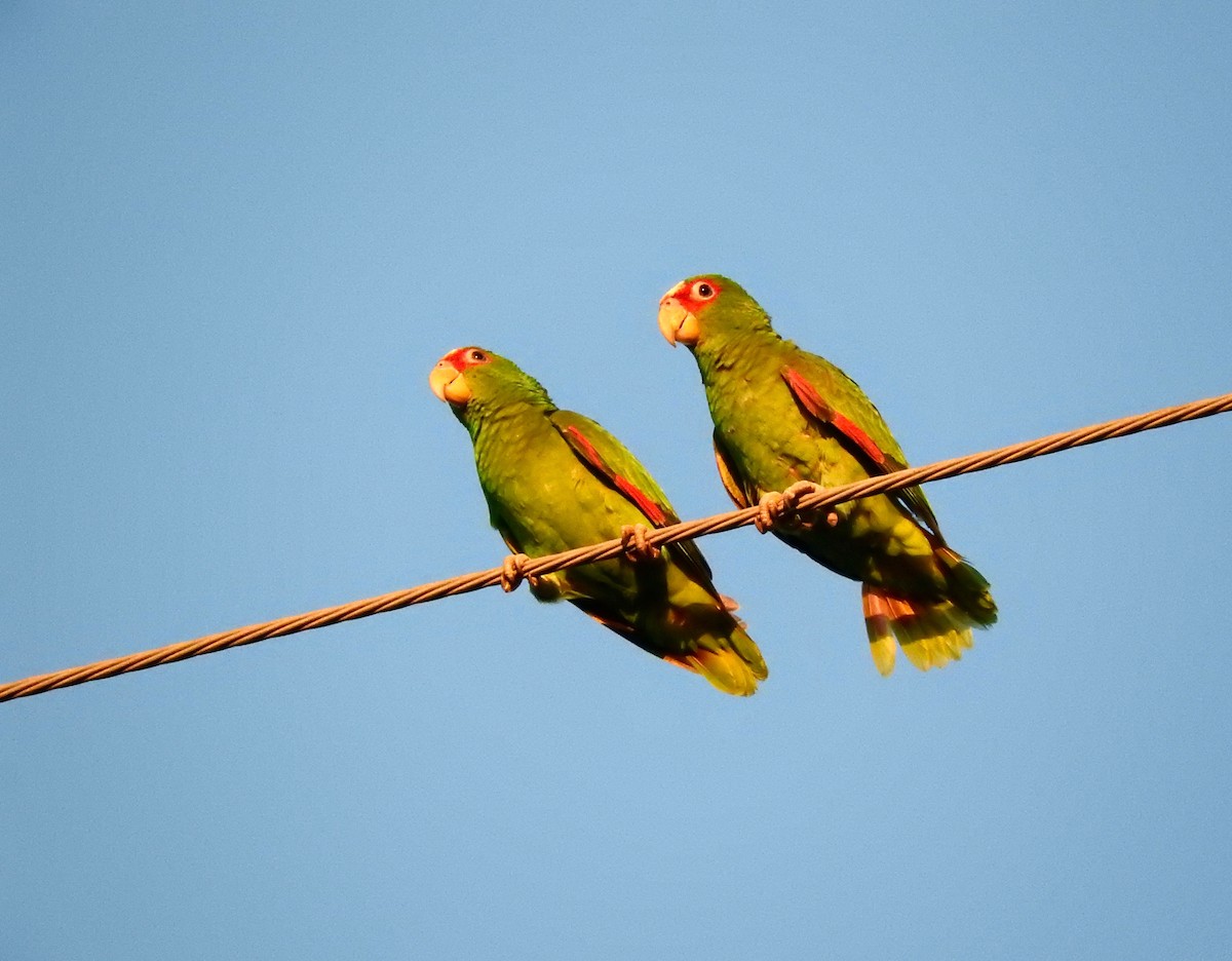 White-fronted Parrot - ML72985041