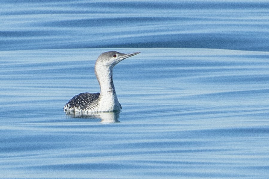 Red-throated Loon - ML72989141