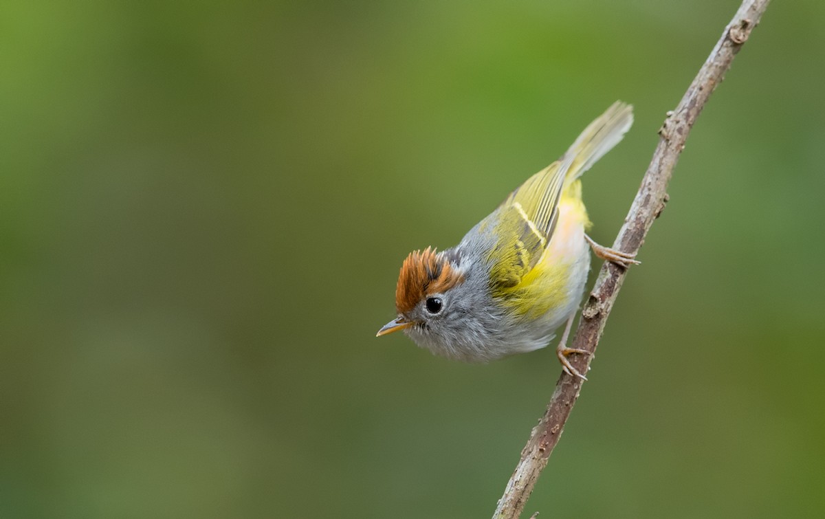 Chestnut-crowned Warbler - Sharma BC