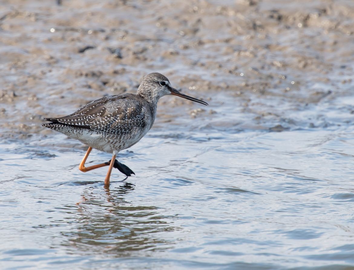 Spotted Redshank - ML72992981