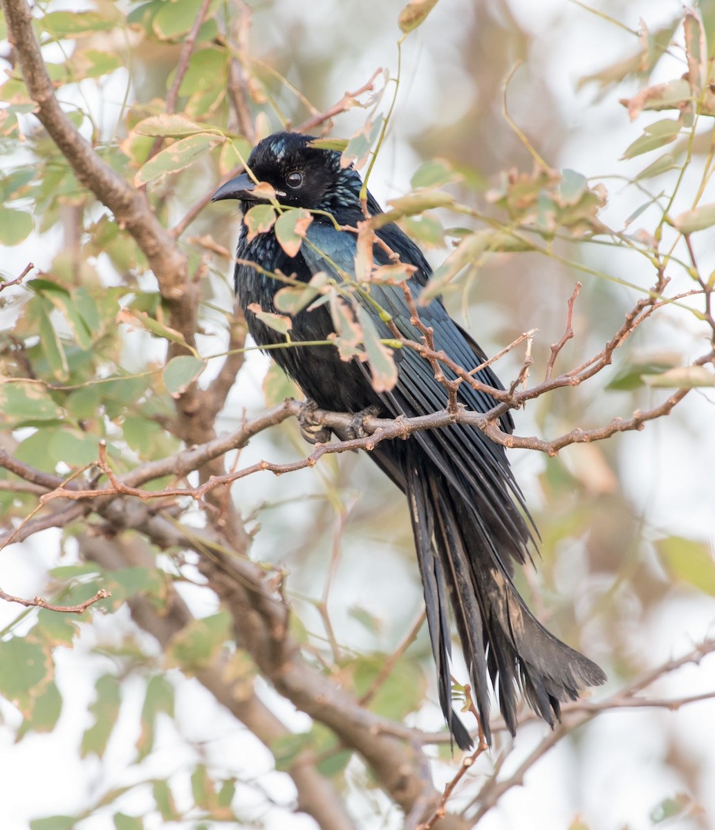 Hair-crested Drongo - ML72993071