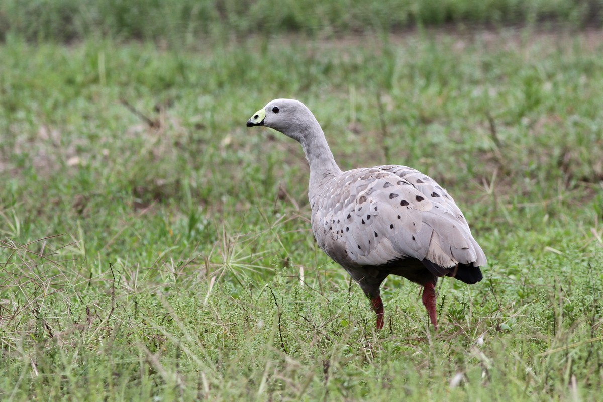 Cape Barren Goose - Charley Hesse TROPICAL BIRDING