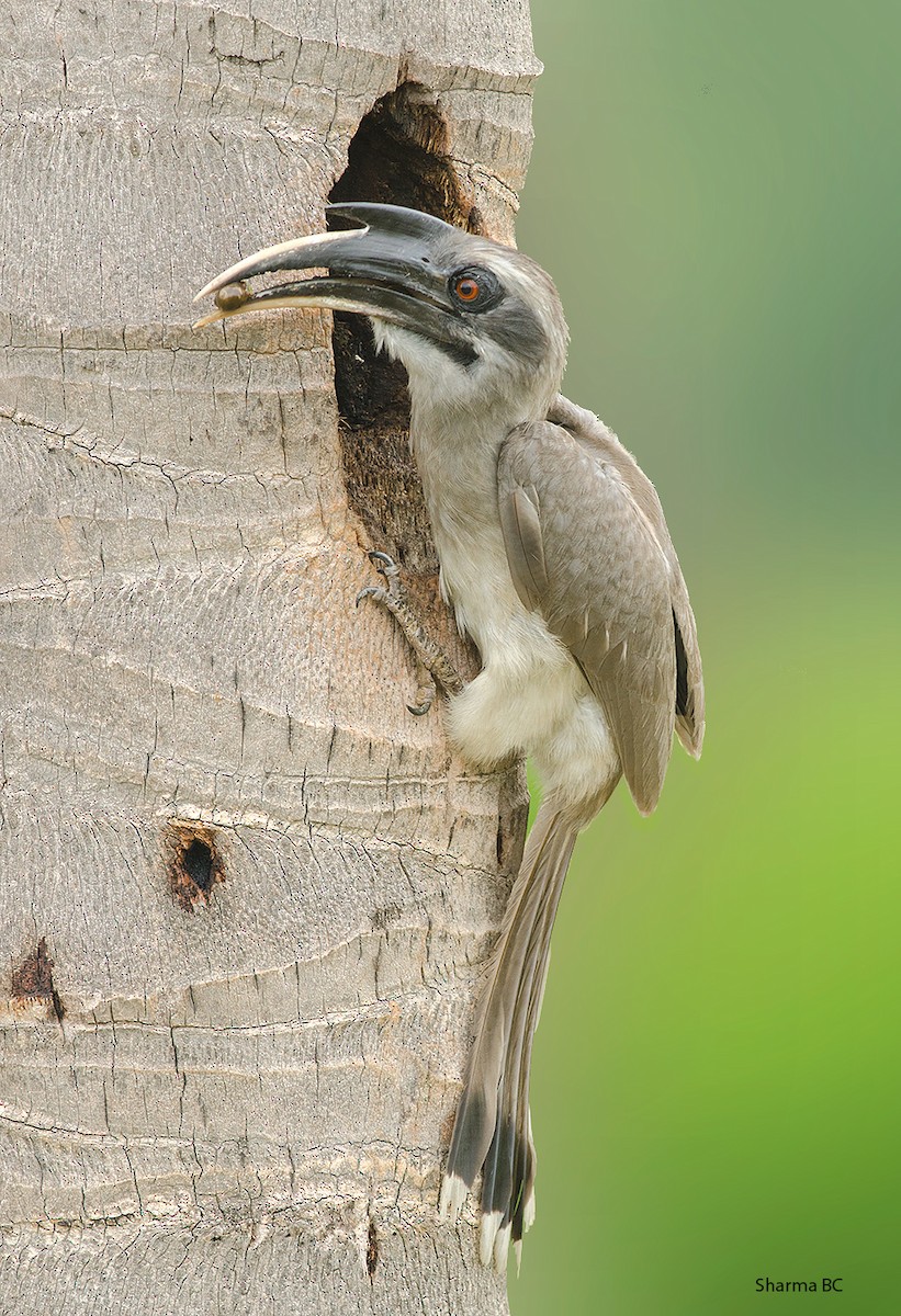 Indian Gray Hornbill - Sharma BC