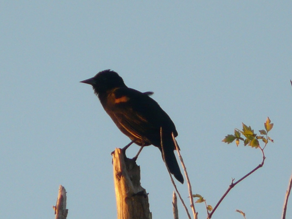 Red-winged Blackbird - Da Lo