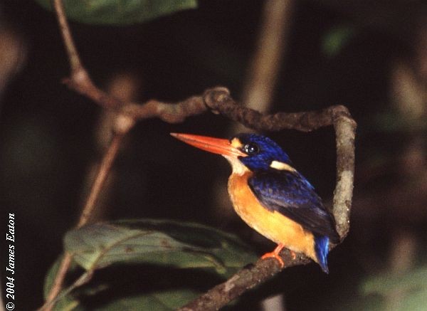 Moluccan Dwarf-Kingfisher (North Moluccan) - James Eaton