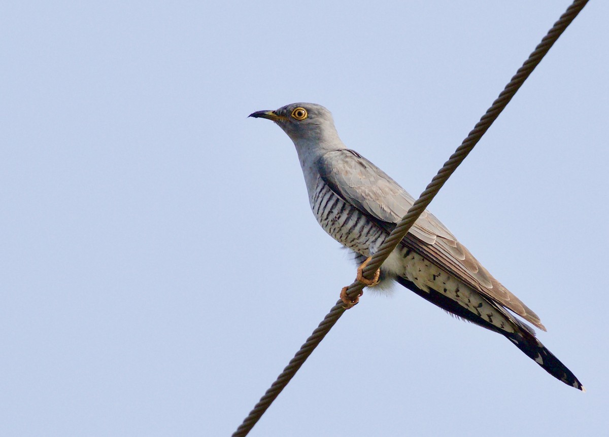 Common Cuckoo - ML72995761