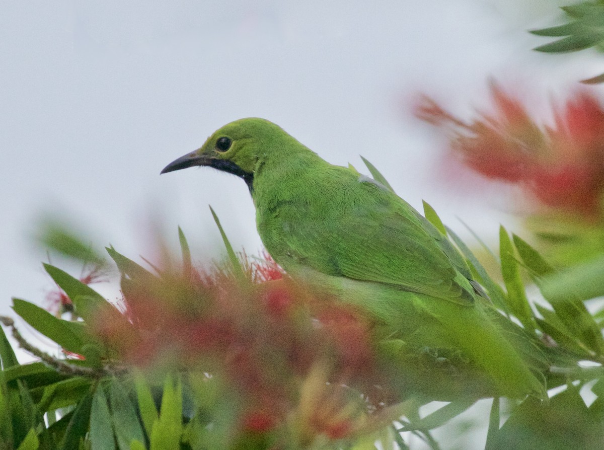 Golden-fronted Leafbird - Vaijayanti Gadgil