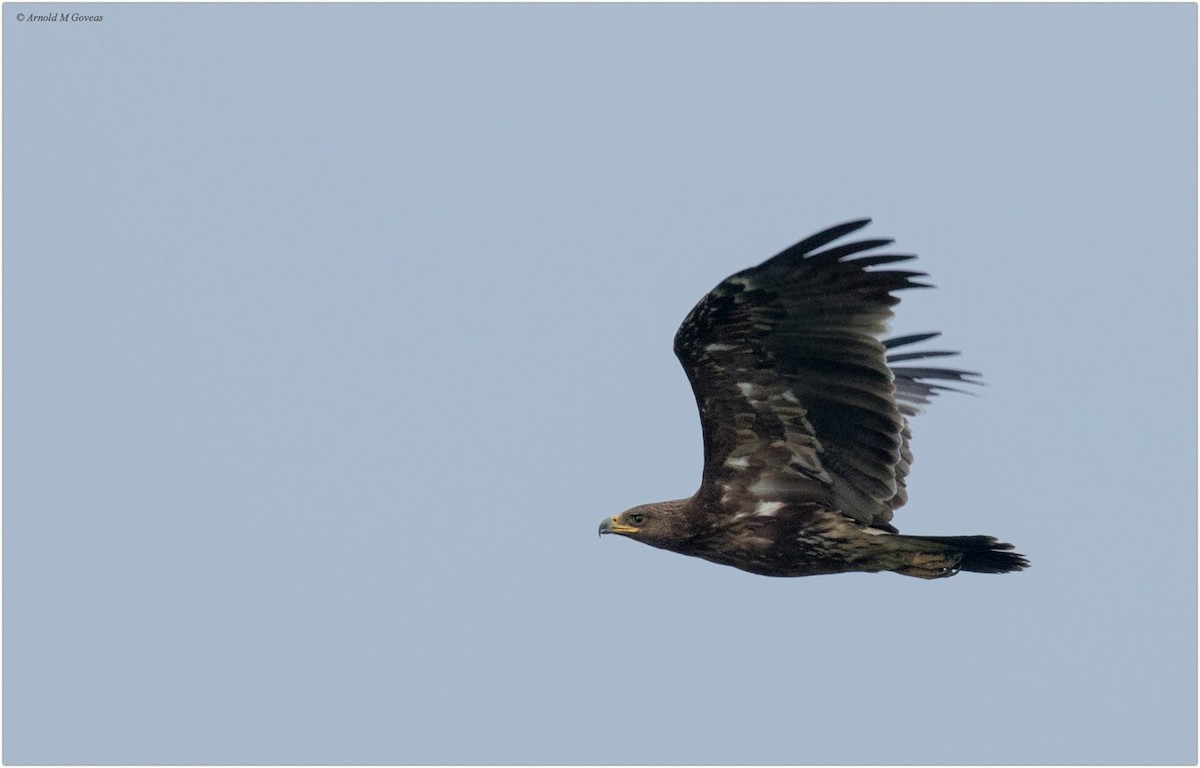Greater Spotted Eagle - ML72996831