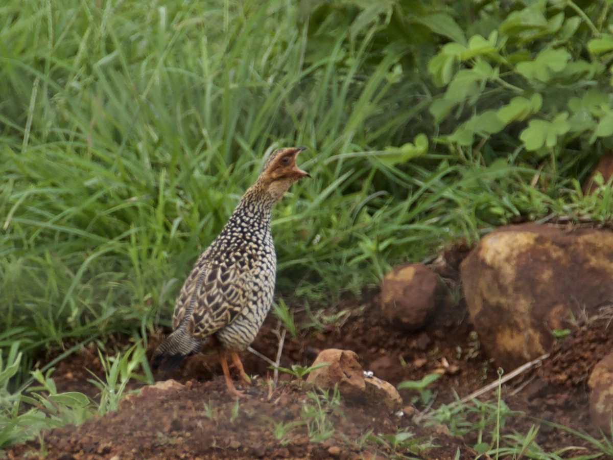 Painted Francolin - ML72997961