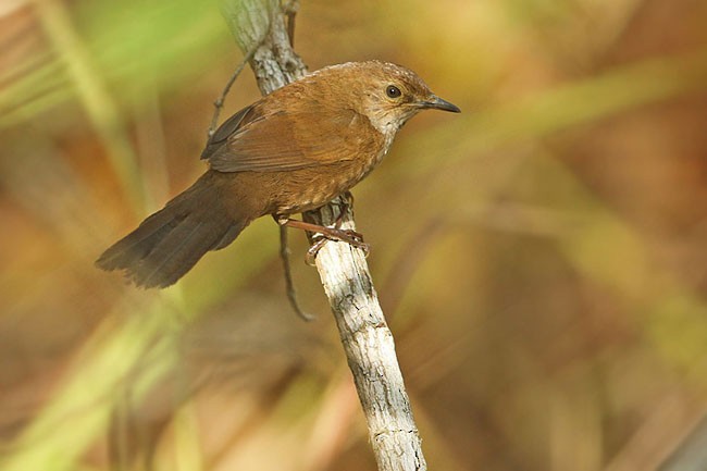Javan Bush Warbler (Timor) - ML729989