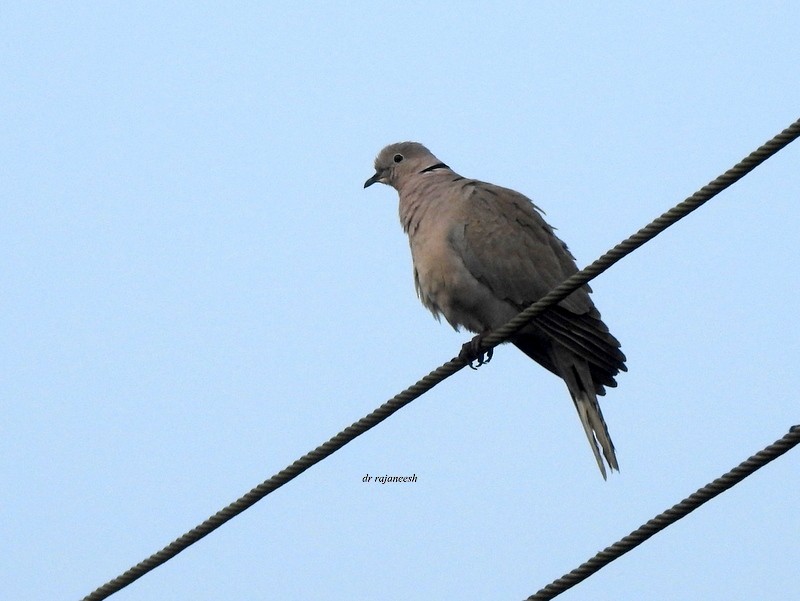 Eurasian Collared-Dove - Rajaneesh  Ghadi