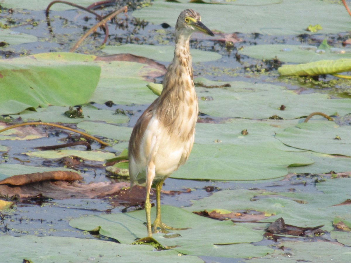 Indian Pond-Heron - ML73003941