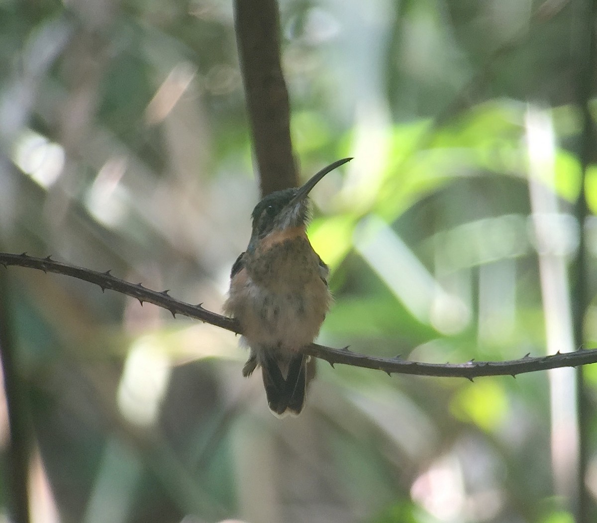Pale-tailed Barbthroat - ML73005051