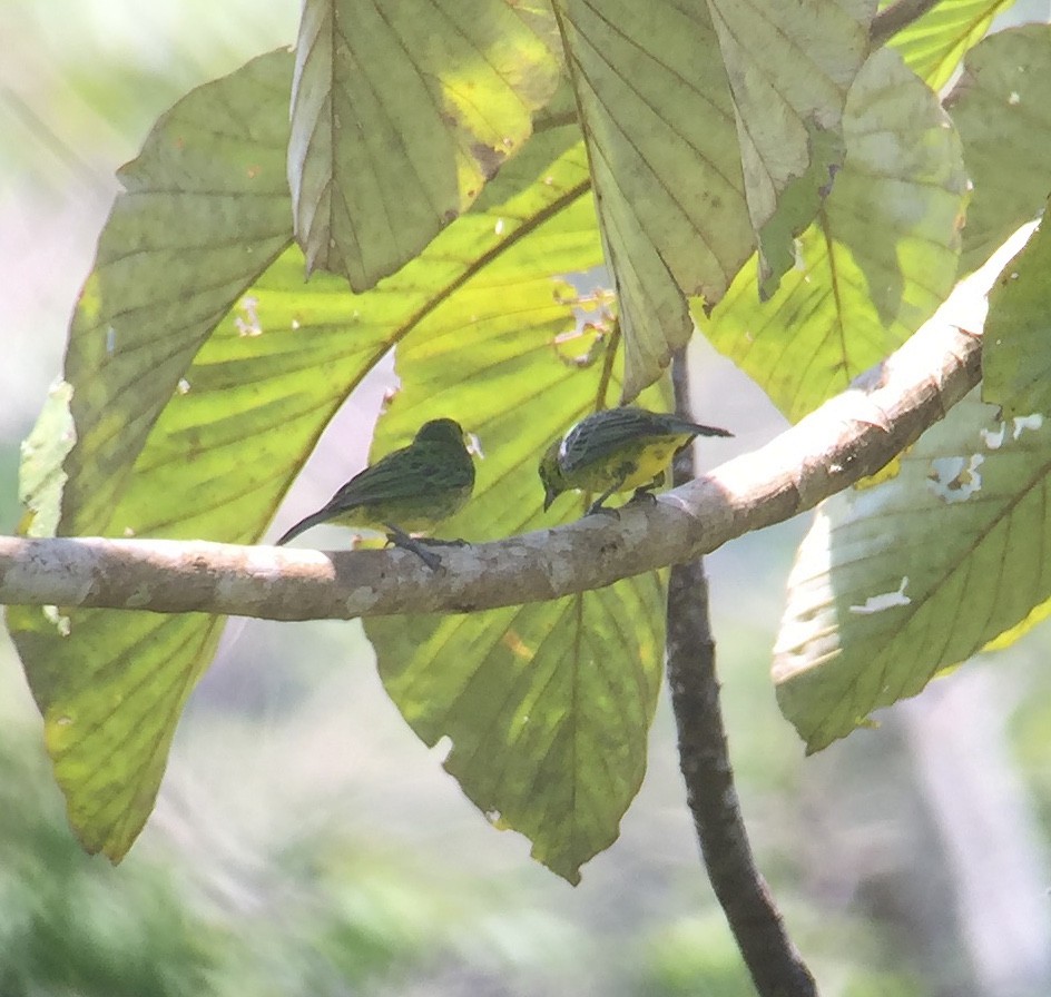 Yellow-bellied Tanager - ML73005121